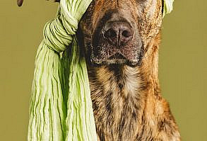 These Adorable Dogs Are Way More Photogenic Than You  [ Uploaded by www.iCraiova.com ]