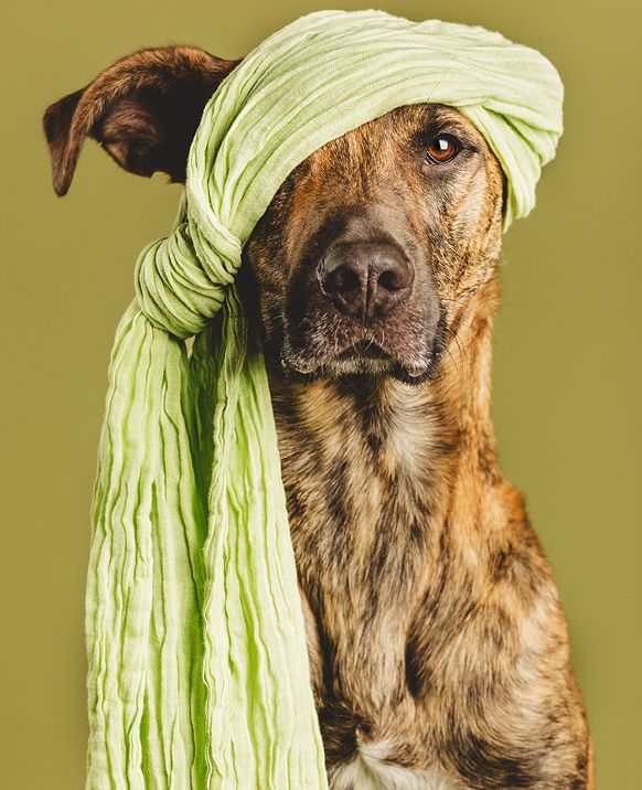 These Adorable Dogs Are Way More Photogenic Than You  [ Uploaded by www.iCraiova.com ]