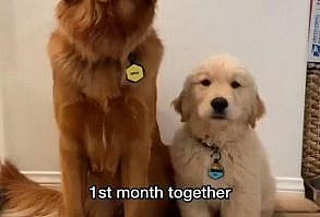 #dogsofinstagram #cutedogs #dogslover #dogofinsta #dog