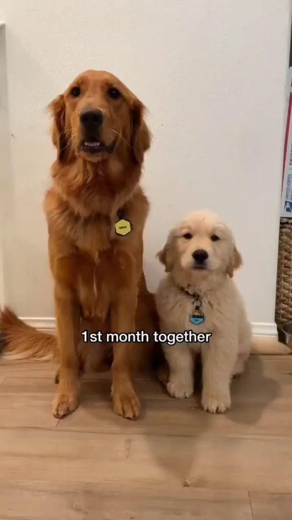 #dogsofinstagram #cutedogs #dogslover #dogofinsta #dog 