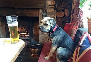 They're the perfect companion. | Definitive Proof That Dogs In Pubs Are The Best Thing Ever