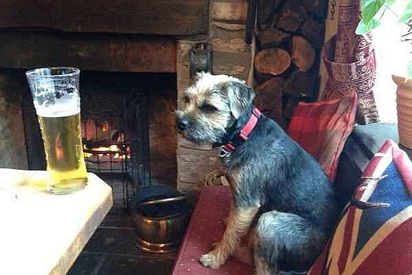 They're the perfect companion. | Definitive Proof That Dogs In Pubs Are The Best Thing Ever