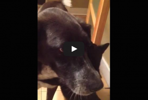 This Dog Was Gone For Over A Week - The Cat's Reaction..... PRICELESS! Watch what happens when these two furry pals reunite after not seeing each other