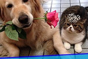 Oliver the Dog and Arashi the Cat are best friends and it's so adorable! #6 is my favorite! #cats #dogs
