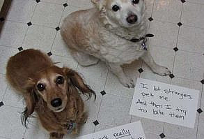 This Double Touble Tag Team is listed (or ranked) 33 on the list 40 of the Most Hilarious Dog Shaming Photos Ever