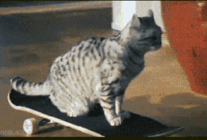 click to see the gif --- cat rides home on a skateboard.