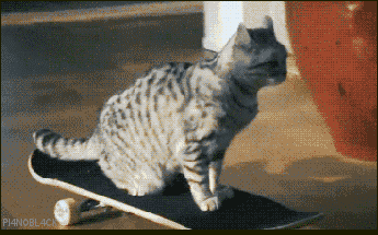 click to see the gif --- cat rides home on a skateboard.