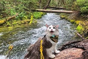 Meet Gary, a 5-year-old rescue kitty that has one of the best social media accounts out there