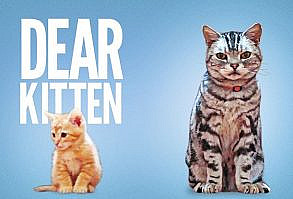 This Video Of A Cat Welcoming A New Kitten Into The Home Is Absolutely Adorable... so cute!