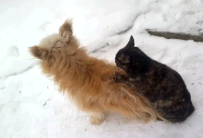 This cat giving her husband a nice back rub at the end of the day.