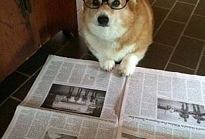 Pin for Later: 50 of the Cutest Animal GIFs and Pictures EVER This concerned citizen