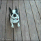 This excited dog who could not contain himself AT ALL. | The 47 Absolute Greatest Dog GIFs Of 2013