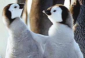 This kid goat who has perfected the sideways hop: | 23 Animal GIFs That Should Be World Famous