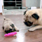 This puppy who’s fallen victim to his mom’s embarrassing pranks. | 24 Pug Puppies That Should Be Illegal