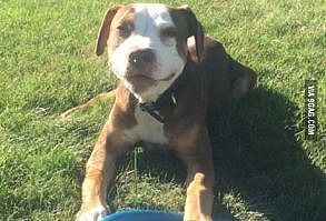 Thought you guys might like my girl Lily :)