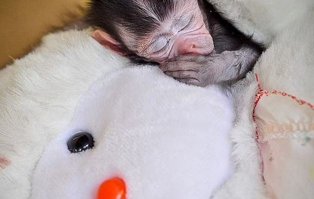 A baby monkey was recently orphaned after she witnessed the brutal murder of her mother at the hands of hunters. Now she's safe and loves to snuggle her stuffed animal.