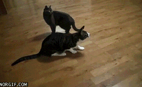 I don't know karate. But I know Cat-razy! | The 15 Greatest Slow Motion Cat Gifs