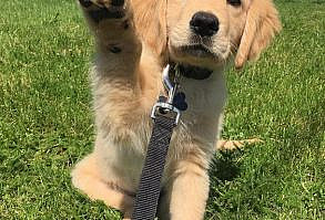 cute dog,cute,cute animals,cute dogs,cute pets,funny pets,cute cats,funny dog,cute videos,cute puppies,adorable pets,cute funny dogs,dog videos,amazing pets,,too cute,top pets,cute dogs and cats,cute dog breeds,funny cute pets,cute dog videos,cute baby playing with dog compilation,cute baby dogs