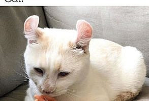 Twenty-Nine Pawistively Divine Caturday Memes - I Can Has Cheezburger?