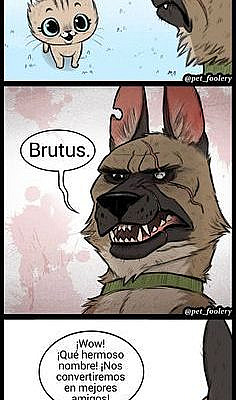 Un artista dibuja cómics sobre la amistad de una linda gatita y un perro pastor que no dejarán a nadie indiferente