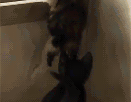 Gifak.net. gifak-net. Gifs. Animated gif. Lol gifs. Funny gifs. Cat gifs. New gifs