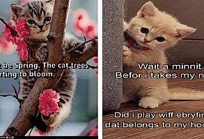 Untitled - I Has A Hotdog - Dog Pictures - Funny pictures of dogs - Dog Memes - Puppy pictures - doge