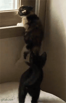 Gifak.net. gifak-net. Gifs. Animated gif. Lol gifs. Funny gifs. Cat gifs. New gifs