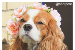 Snaggy - easy screenshots