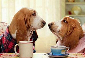 mybaddogs | What's New