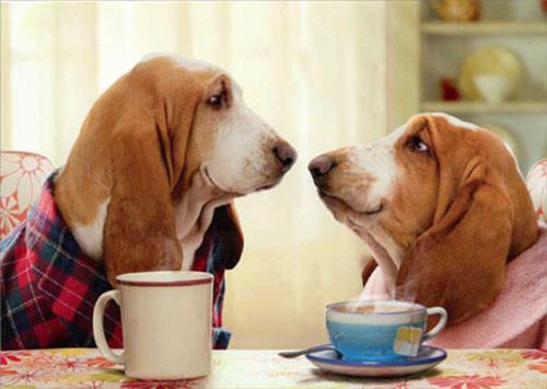 mybaddogs | What's New