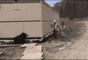 4gifs: “ Scaring coworkers with a bear costume. [video] ”