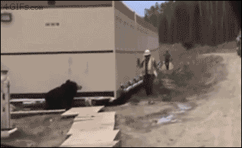 4gifs: “ Scaring coworkers with a bear costume.  ”