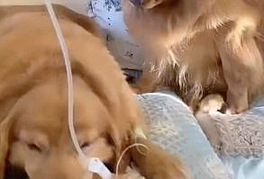 goldenretriever_lilly on Instagram: Always by your side 💙😥 Credit @jasion68688 #empathy #goldenretriever #love #animalhearted