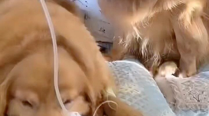 goldenretriever_lilly on Instagram: Always by your side 💙😥 Credit @jasion68688 #empathy #goldenretriever #love #animalhearted