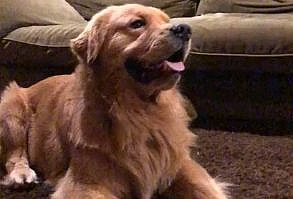 imretrieverfan on Instagram: Double tap if this makes your day ❤️ Follow 👉@imretrieverfan Credit: [Ava Allan] on [TikTok] 🎬 Don’t forget to check the profile and give…