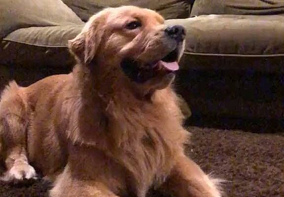 imretrieverfan on Instagram: Double tap if this makes your day ❤️ Follow 👉@imretrieverfan Credit: [Ava Allan] on [TikTok] 🎬 Don’t forget to check the profile and give…