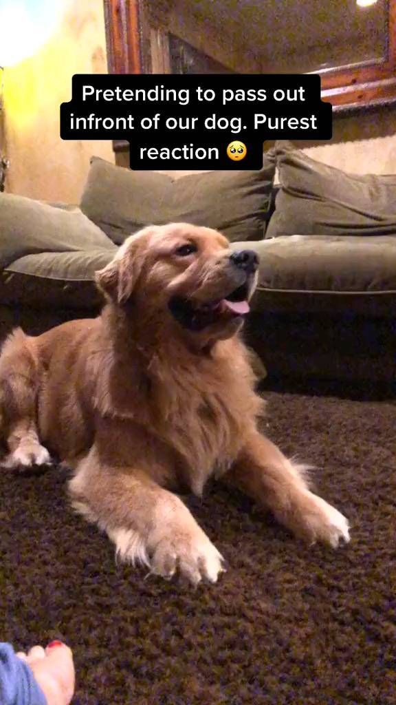 imretrieverfan on Instagram: Double tap if this makes your day ❤️ Follow 👉@imretrieverfan Credit: [Ava Allan] on [TikTok] 🎬 Don’t forget to check the profile and give…