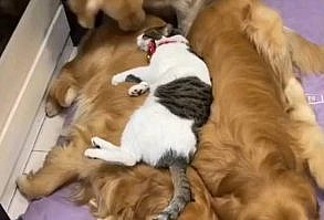 thearmanihouse on Instagram: 🐶🐱🥰😍😇 I just wanna sleep! Tag your friends! 🎥 Unknown Please Dm Credit or Removal 🙏