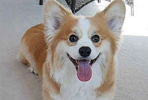 Watching These 35 Adorable Corgis Will Brighten Up Your Day