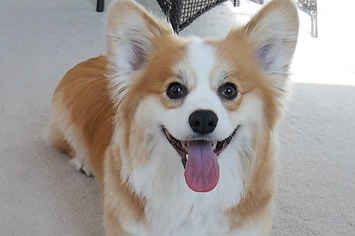 Watching These 35 Adorable Corgis Will Brighten Up Your Day