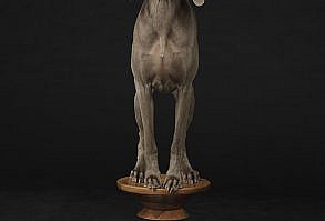 Art-world veteran William Wegman has been photographing Weimaraners for nearly half a century. Now, his famous pets can be seen lounging on iconic furniture from the likes of George Nelson and the Eameses | 1stdibs