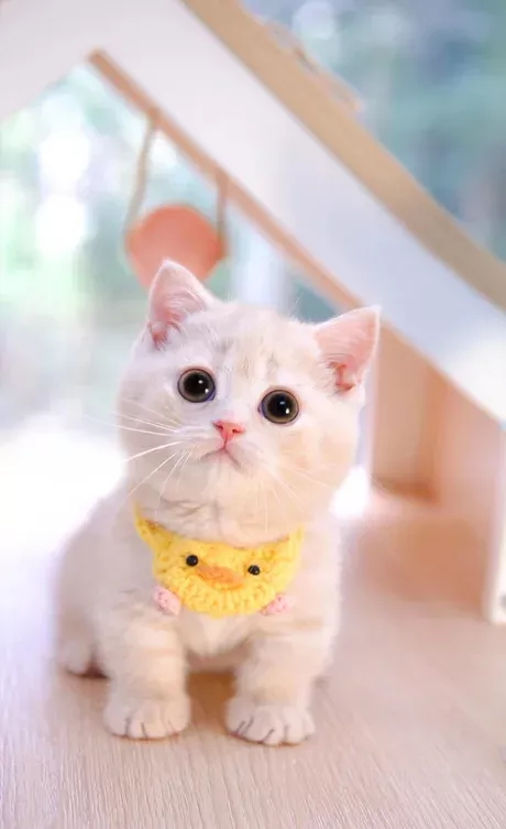 Welcome, sweetheart - 9GAG