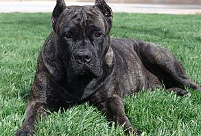From start to finish, we have given you the information you need to find a cane corso breeder with healthy puppies to what to expect when you get home.