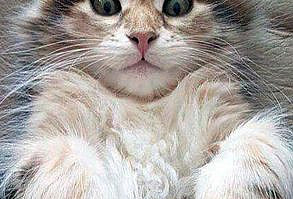 Are you looking to own or buy a Maine Coon Kitten or Cat? You will want to check out our post where we cover the things to look for when adopting a Maine Coon #mainecoon #cats