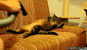 Other Funny Gifs gif-tv.tumblr.com/ And Funny Youtube Video - www.youtube.com/...
