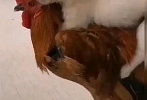 asker yaralı taşırken yardım teknikleri...tabiat taraf tutunca...