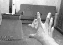 The force is strong with this one #CuteCatsILove