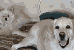 daily-morning-awesomeness-35-photos-321.gif 371×208 pixels