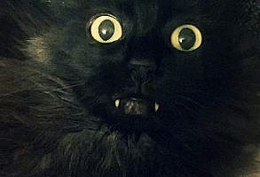 funny-cats-192-23.jpg (900×1411)