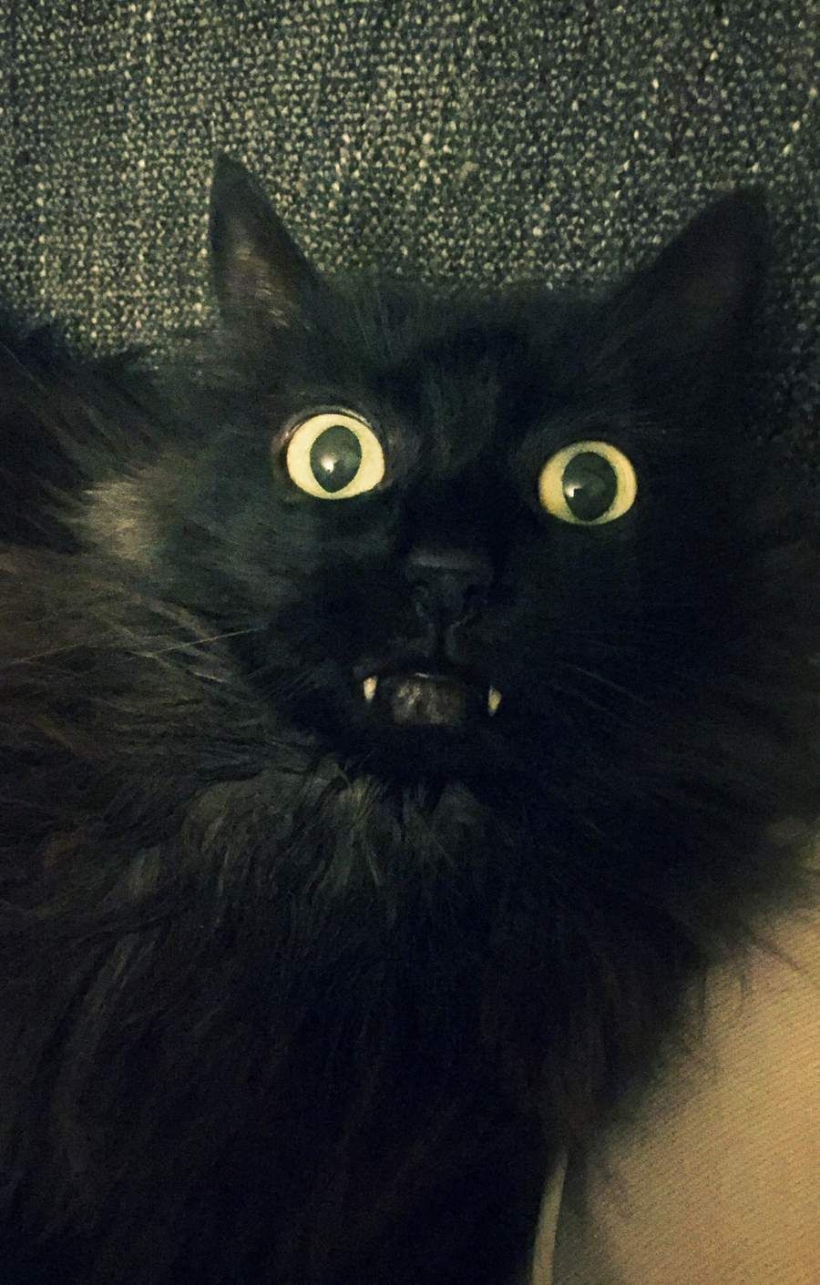 funny-cats-192-23.jpg (900×1411)